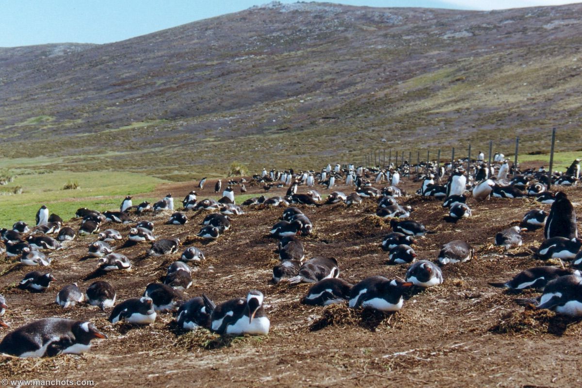 Clôture et colonie de manchots papous - île Carcass (îles Malouines)