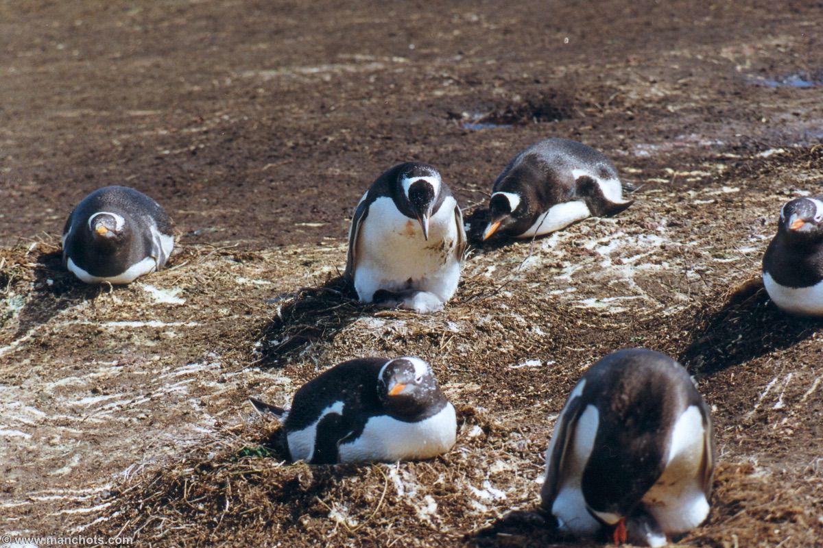 Manchot papou et son poussin - Carcass island (îles Malouines)