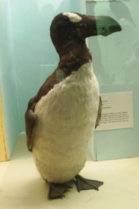 Grand pingouin (Londres - NHM)