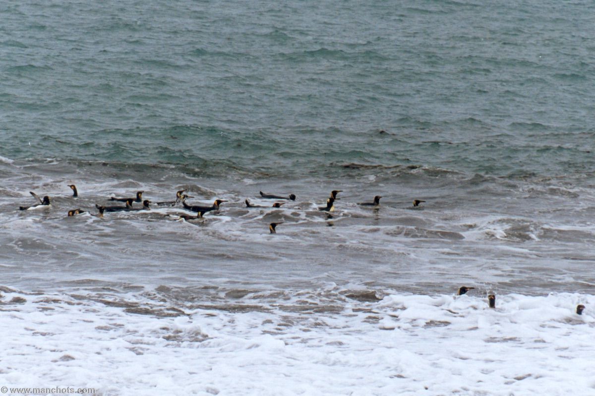 Manchots royaux en bord de mer - Gold Harbour (île Géorgie du Sud)