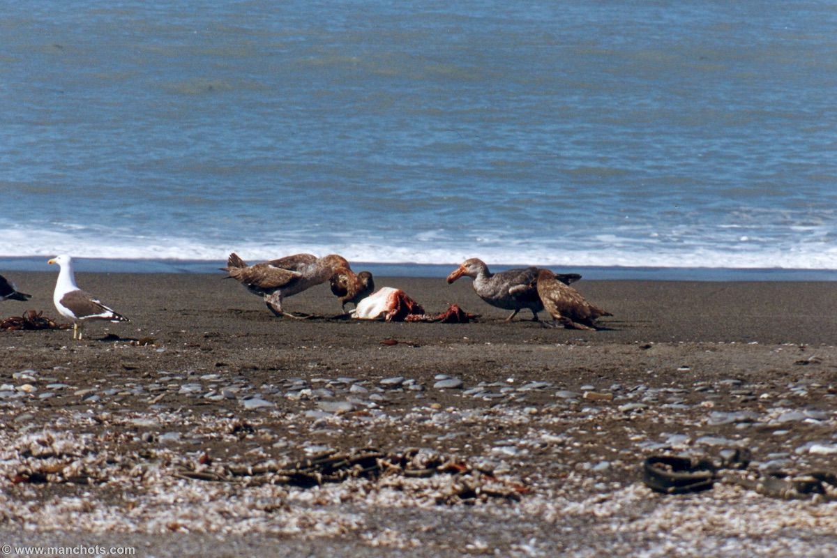 Manchot royal dévoré par pétrel géant et skua - Salisbury Plain (île Géorgie du Sud)