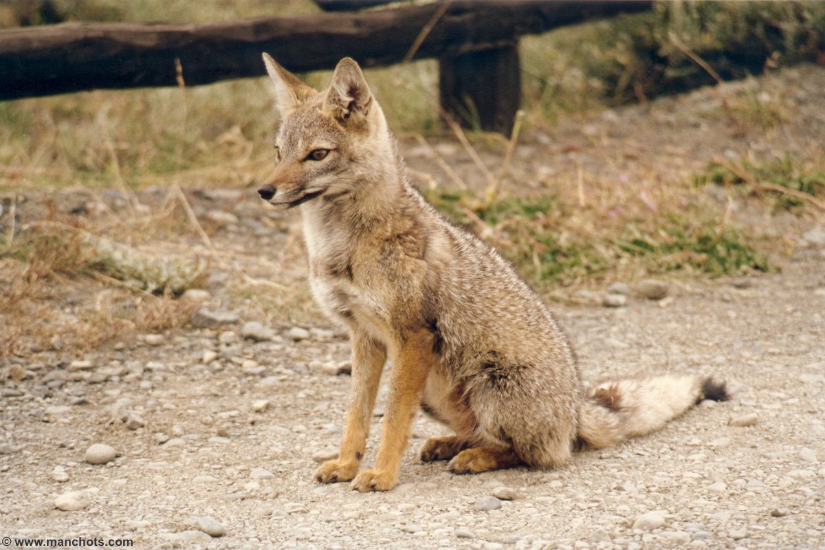 Renard - Patagonie (Chili)