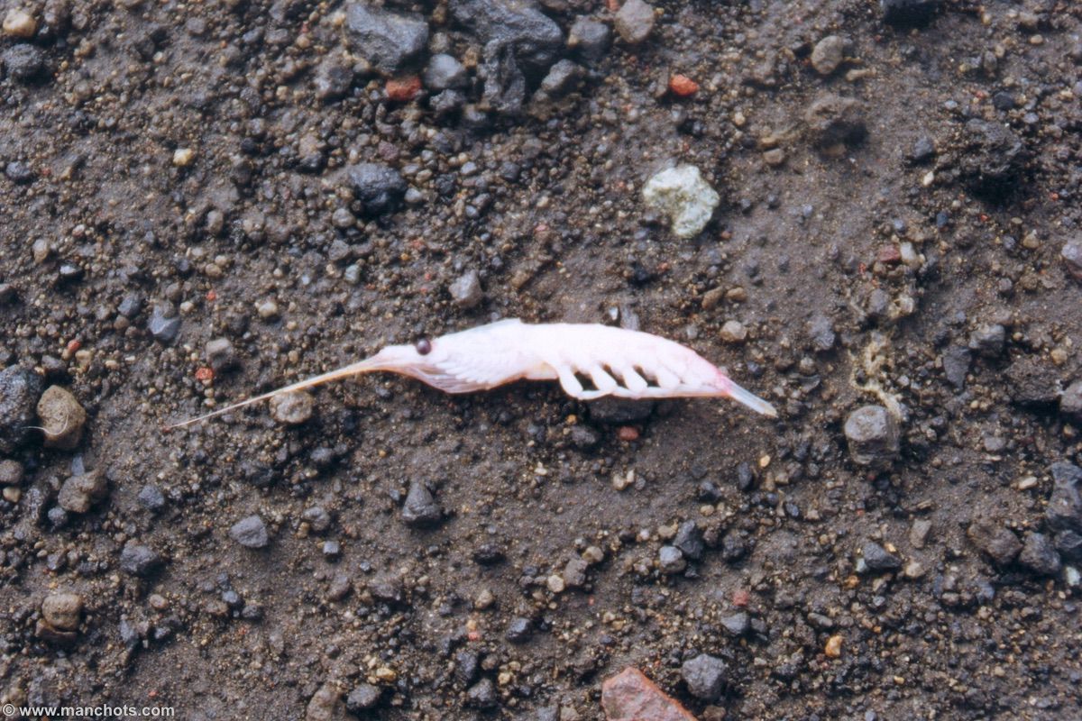Krill - île de la Déception (Iles Shetland du Sud )
