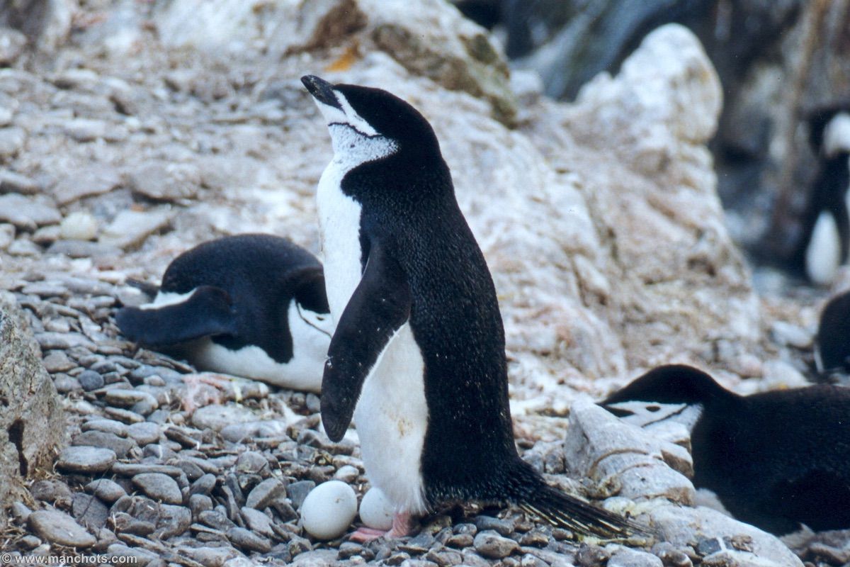Manchot à jugulaire avec 2 œufs - île de l'Eléphant (îles Shetland du Sud)