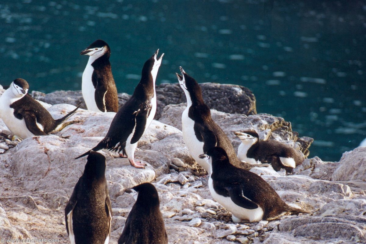 Vocalises par des manchots à jugulaire - île Eléphant (îles Shetland du Sud)