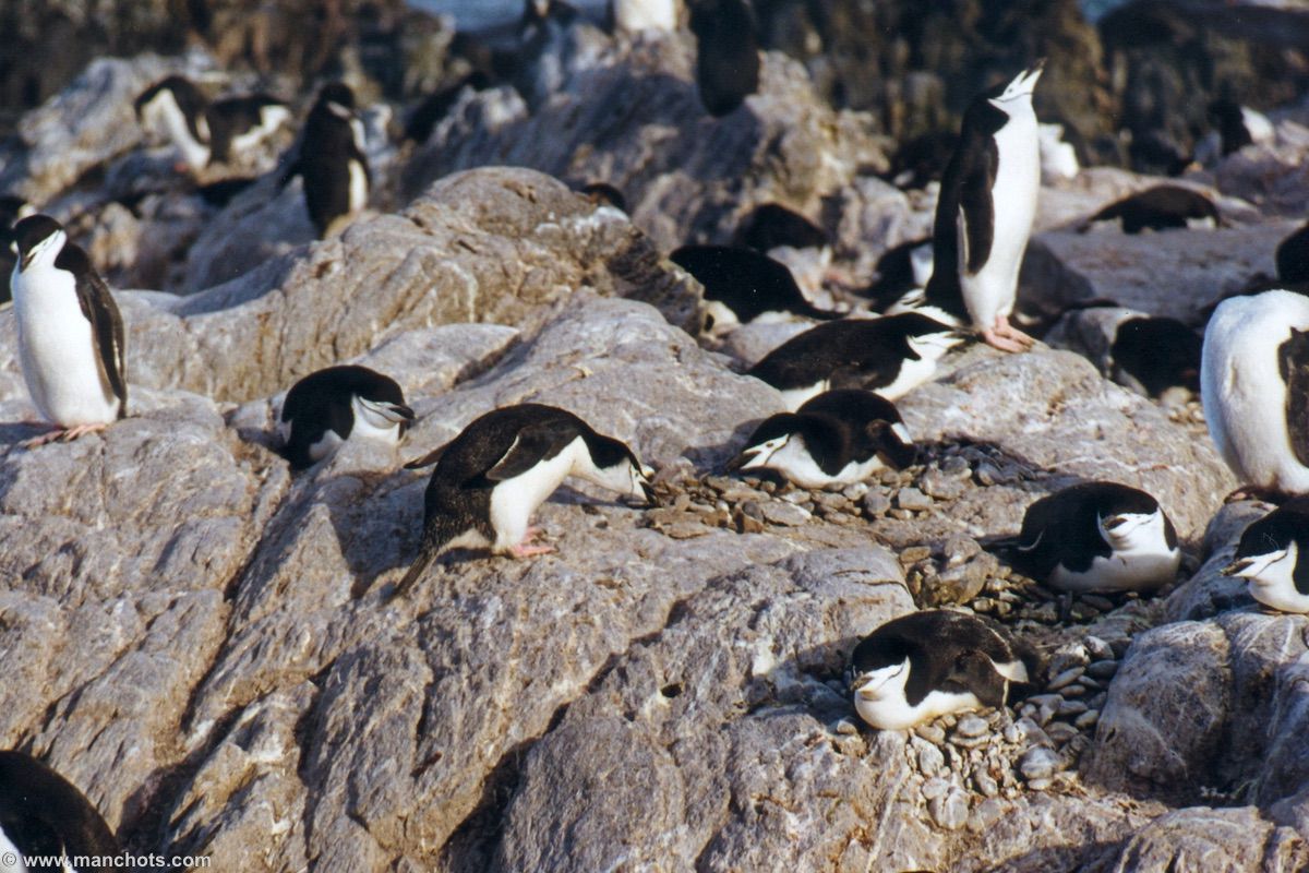 Construction de nid par un couple de manchots à jugulaire - île de l'Eléphant (îles Shetland du Sud)