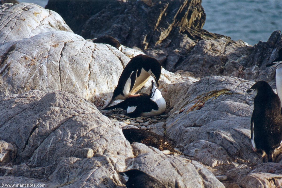 Accouplement de manchots à jugulaire - île de l'Eléphant (îles Shetland du Sud)