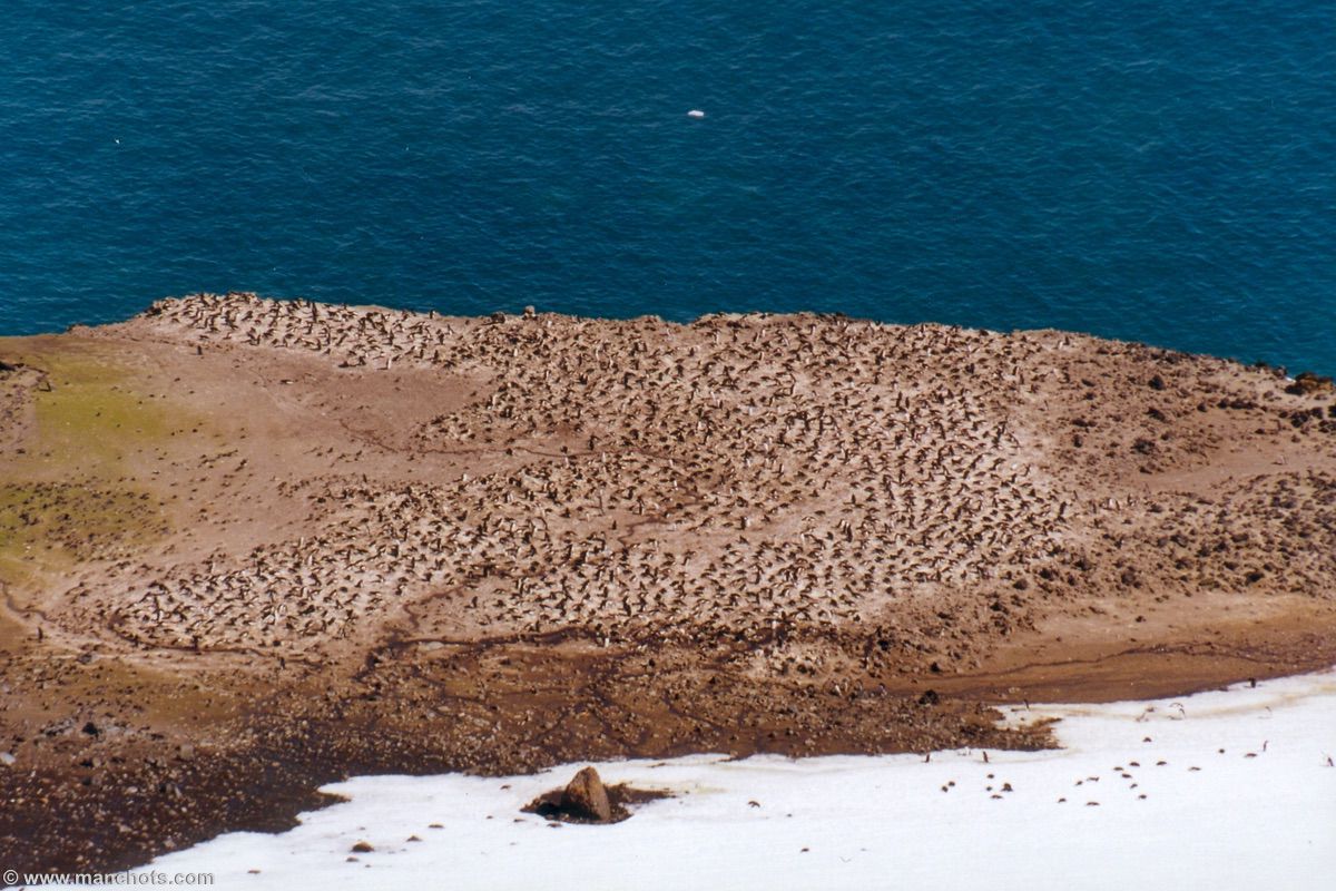 Colonie de manchots Adélie - île Penguin (îles Shetland du Sud)