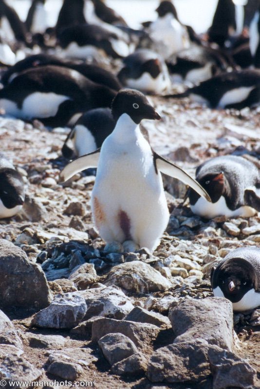 Oeuf couvé par manchot Adélie - île du Roi George (îles Shetland du Sud)