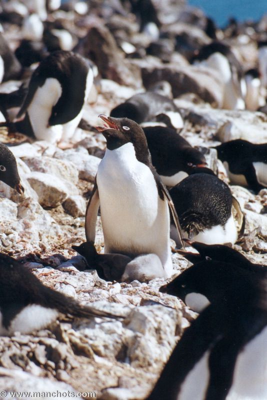 Manchot Adélie qui a trop chaud - île du Roi George (îles Shetland du Sud)