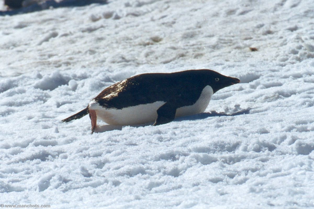 Manchot Adélie sur de la neige - île du Roi George (îles Shetland du Sud)