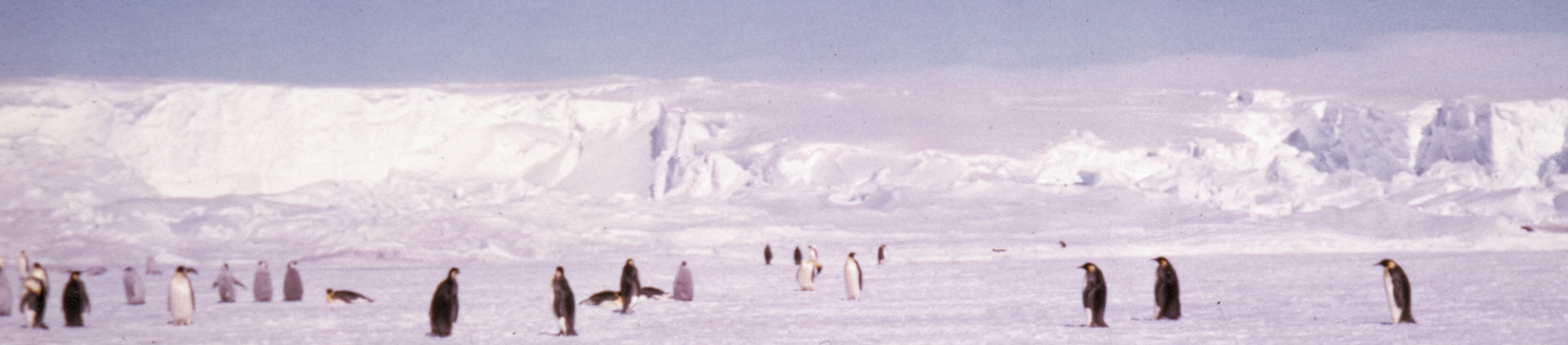 Paysage antarctique avec colonie de manchots empereursTerre Adélie - Antarctique