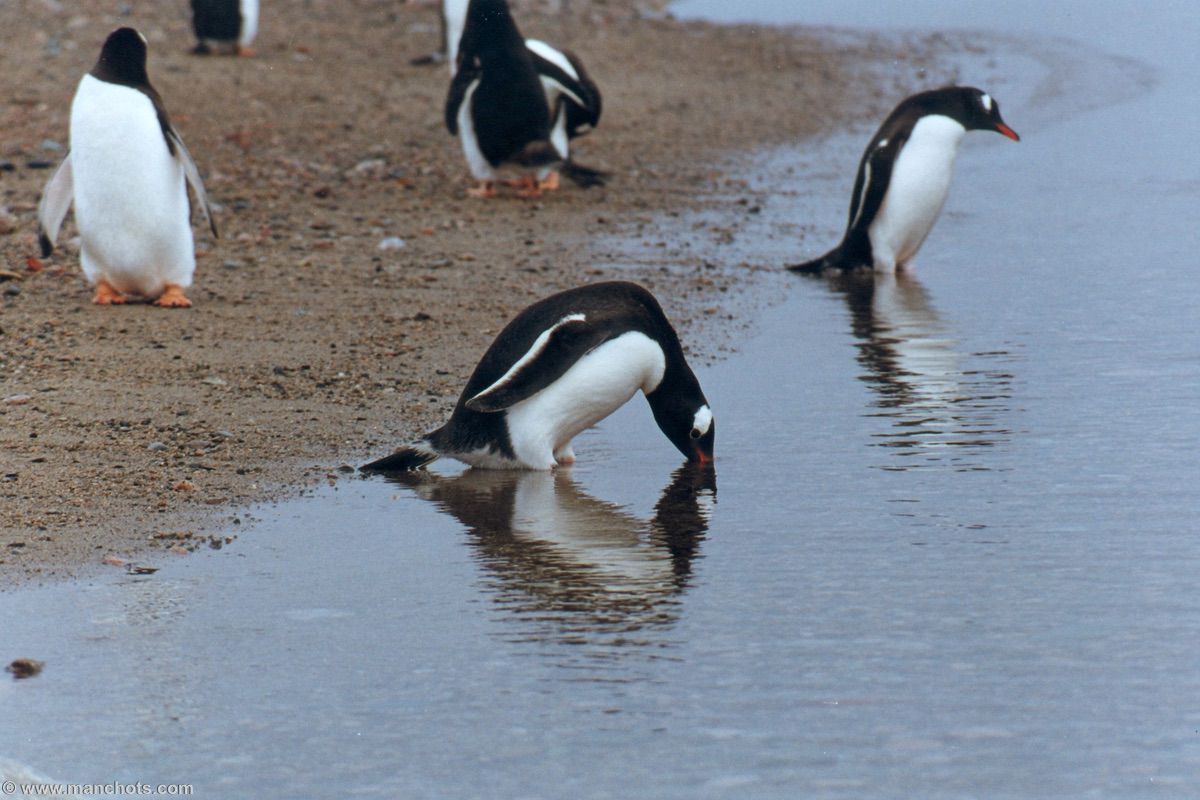 Manchot papou buvant de l'eau de mer - Neko harbour (Péninsule Antarctique)