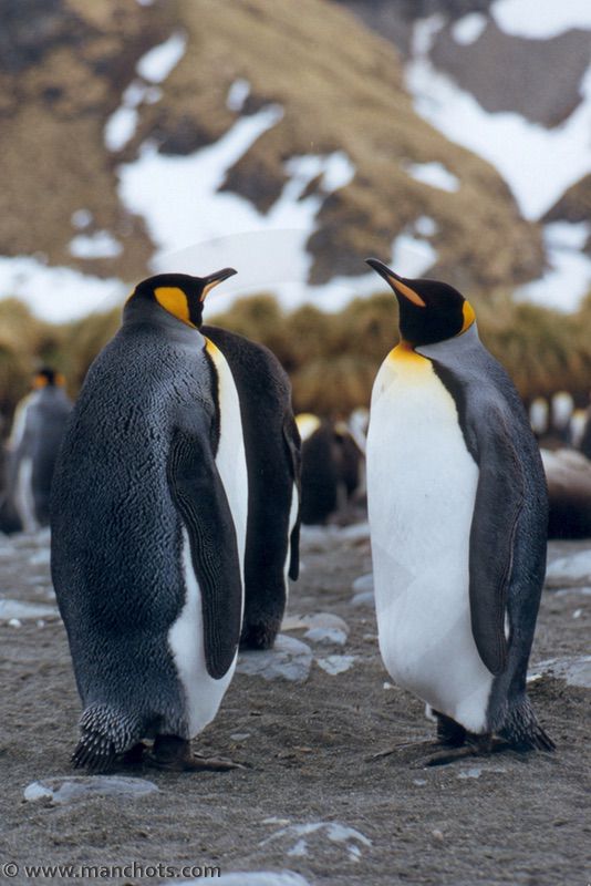 Manchots royaux adultes (île Géorgie du Sud)