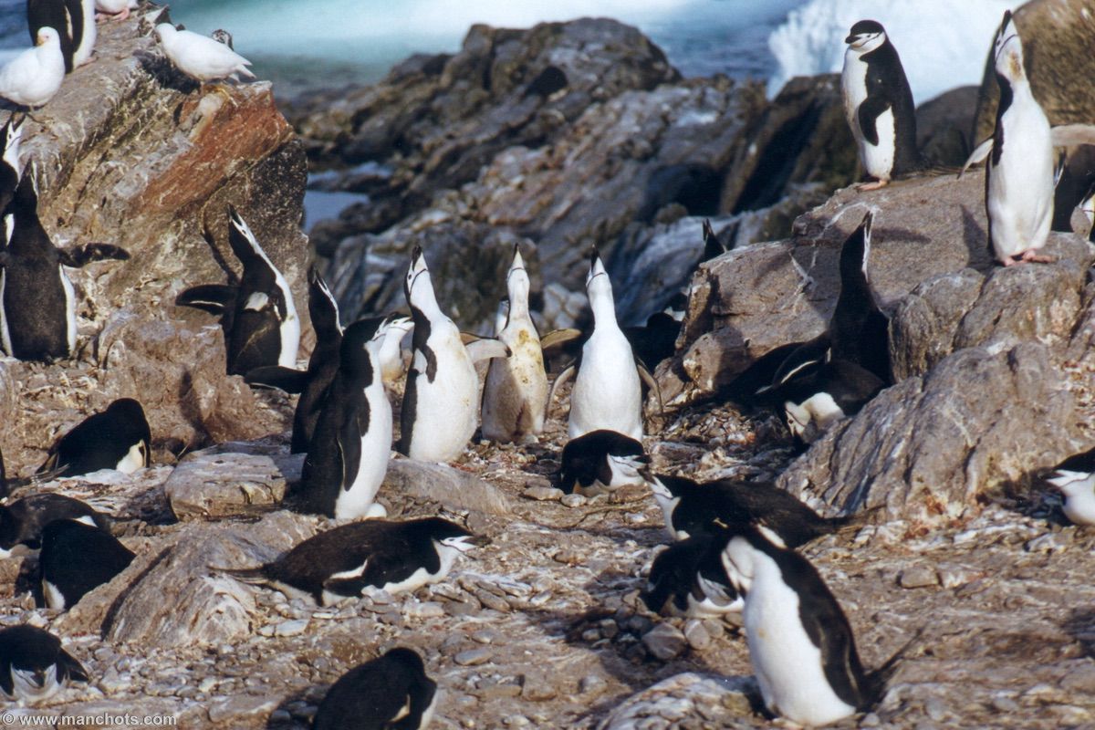 Vocalises par des manchots à jugulaire - île Eléphant (îles Shetland du Sud)