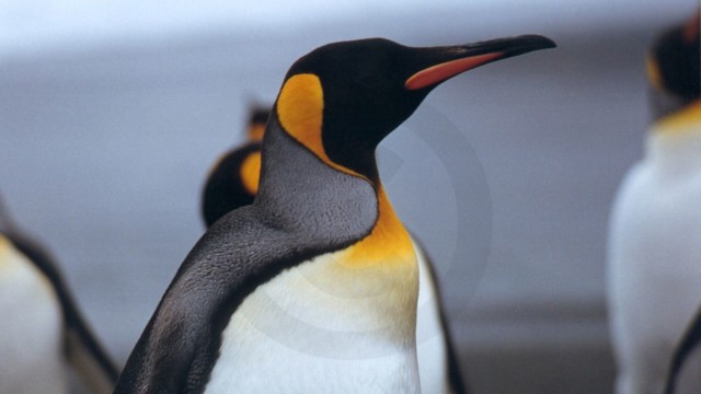 Manchot royal - Gold Harbour (île Géorgie du Sud)