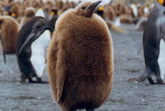 Manchot royal poussin - Gold Harbour (île Géorgie du Sud)