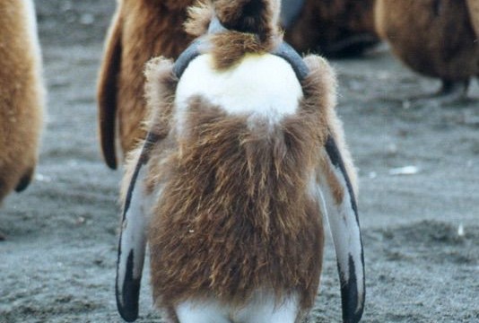 Mue d’un poussin manchot royal – Gold Harbour (île Géorgie du Sud)