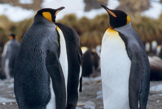 Couple de manchots royaux - Gold Harbour (île Géorgie du Sud)