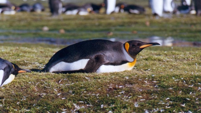 Manchot royal - Salisbury Plain (île Géorgie du Sud)
