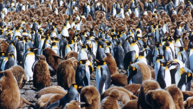 Manchots royaux - Salisbury Plain (île Géorgie du Sud)