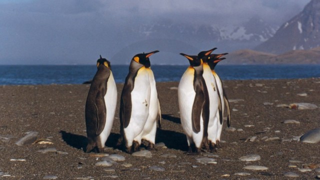 Manchots royaux - Salisbury Plain (île Géorgie du Sud)