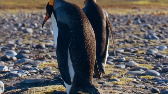 Manchots royaux - Salisbury Plain (île Géorgie du Sud)