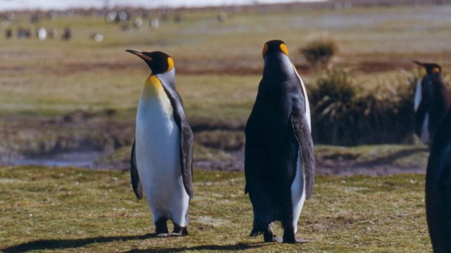Manchots royaux - Salisbury Plain (île Géorgie du Sud)