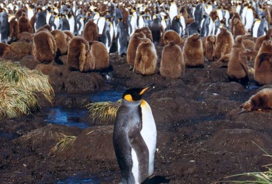 Manchots royaux - Salisbury Plain (île Géorgie du Sud)
