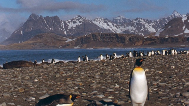Manchots royaux - Salisbury Plain (île Géorgie du Sud)