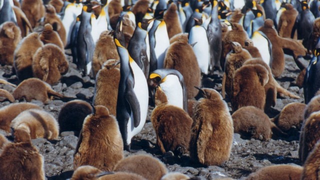 Manchots royaux - Salisbury Plain (île Géorgie du Sud)
