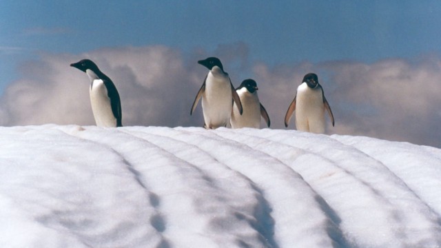 Manchots Adélie - île Penguin (îles Shetland du Sud)
