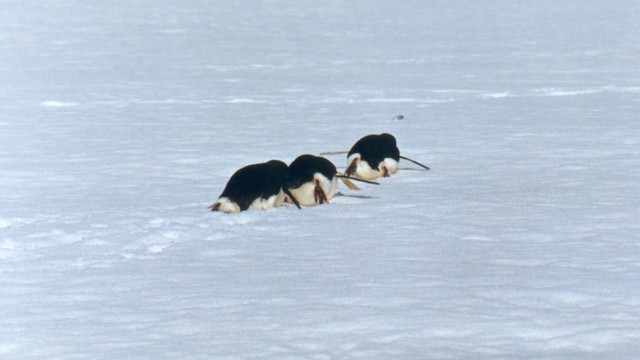 Manchots Adélie - île Penguin (îles Shetland du Sud)