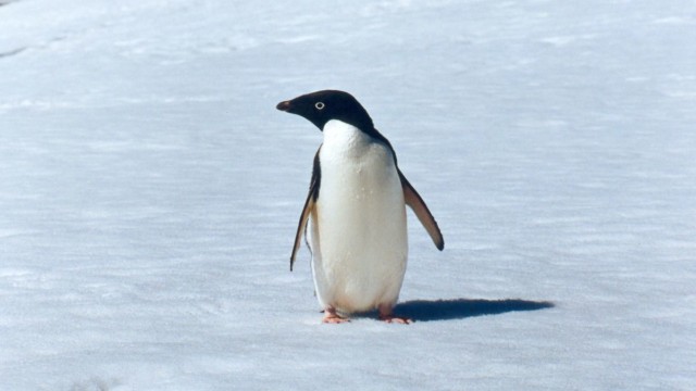 Manchot Adélie - île du Roi-George (îles Shetland du Sud)