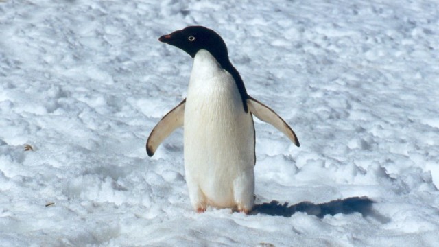 Manchot Adélie - île du Roi-George (îles Shetland du Sud)