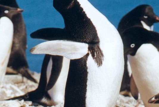 Manchot Adélie - île du Roi-George (îles Shetland du Sud)