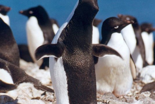 Manchot Adélie - île du Roi-George (îles Shetland du Sud)