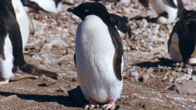 Manchot Adélie - île du Roi-George (îles Shetland du Sud)