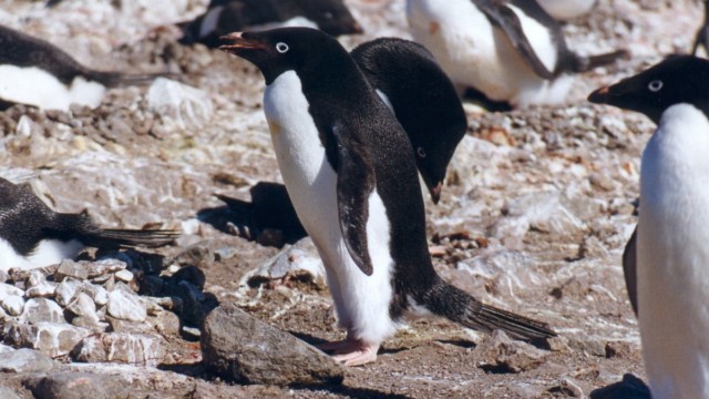 Manchot Adélie - île du Roi-George (îles Shetland du Sud)