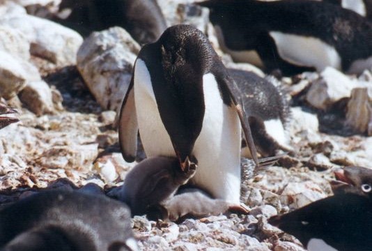 Manchot Adélie et son poussin - île du Roi-George (îles Shetland du Sud)