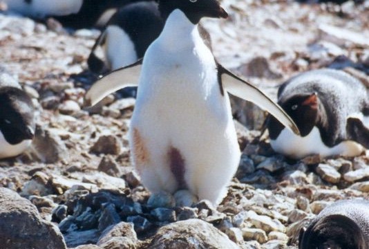 Manchot Adélie avec deux oeufs - île du Roi-George (îles Shetland du Sud)