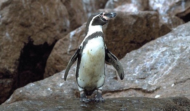 Manchot de Humboldt Manchot de Humboldt