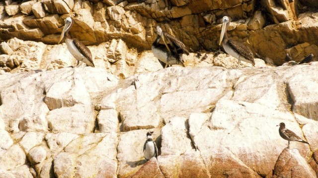 Manchot de Humboldt - Islas Ballestas (Pérou)