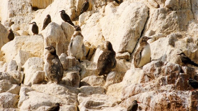 Manchots de Humboldt - Islas Ballestas (Pérou)