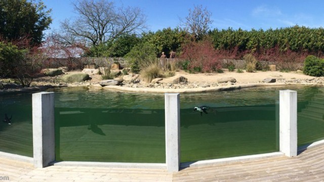 Bassin des manchots du Cap - Zoo de Champrepus