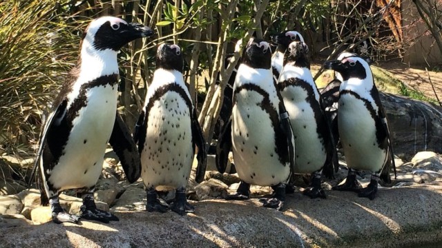 Manchots du Cap - Zoo de Champrepus
