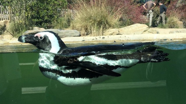 Manchot du Cap - Zoo de Champrepus