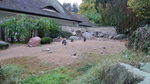 Enclos des manchots (bassin non visible) - Zoo de Mulhouse