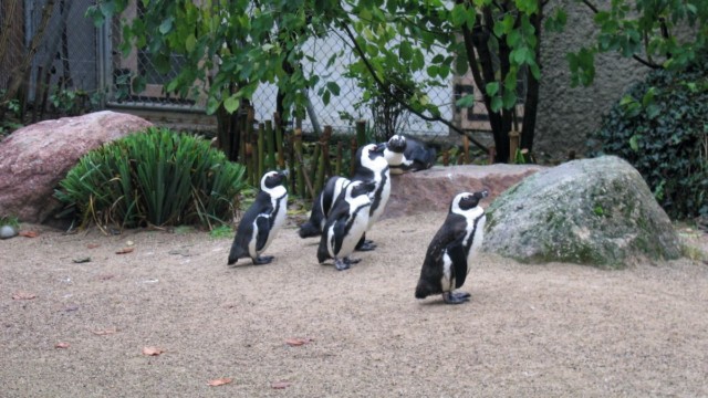 Manchots du Cap - Zoo de Mulhouse