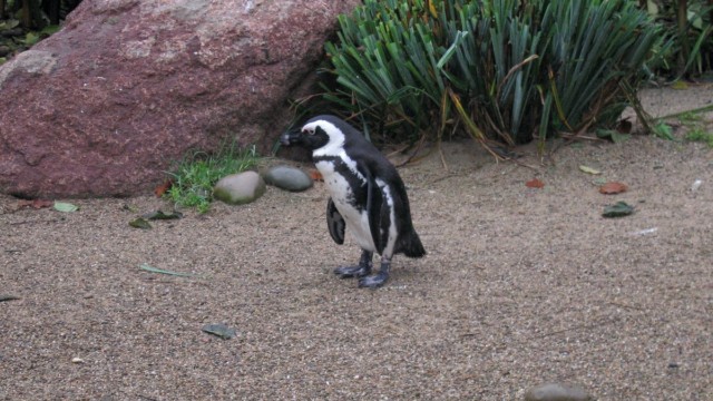 Manchot du Cap - Zoo de Mulhouse